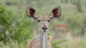 Kudu listening