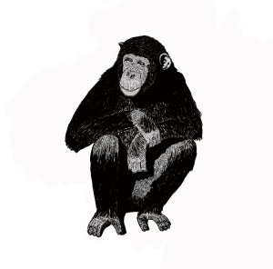 Chimpance ABC