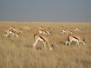 Springbok, Etosha N.P.