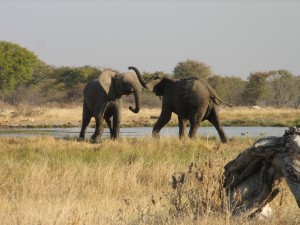Young elephants playing