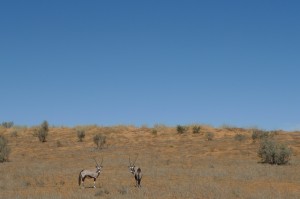 Oryx, Kgalagadi Transfrontier Park