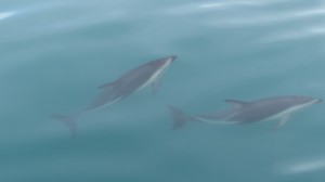 Dolphin near Kaikoura