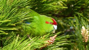 Red crowned parakeet